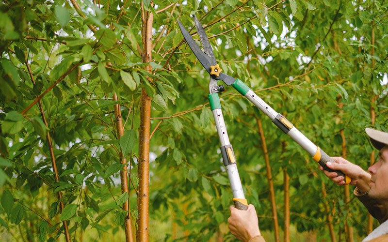 Tree trimming in Utica, MO